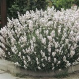 Эрли Вайт Сцент